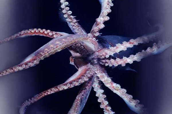 Как найти kraken