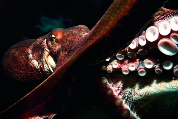 Kraken 14at